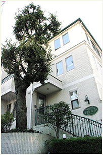 洗足池(大田区南千束)の歯医者、千葉歯科医院のシンボルTree しいの木